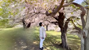 東京・神楽坂の民泊G&R Houseから行ける桜名所