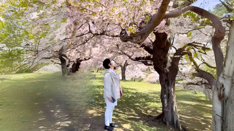 東京・神楽坂の民泊G&R Houseから行ける桜名所