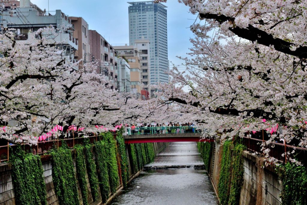 日本の桜はいつ咲く？2026年最新予想｜東京の開花時期と地域別ガイド