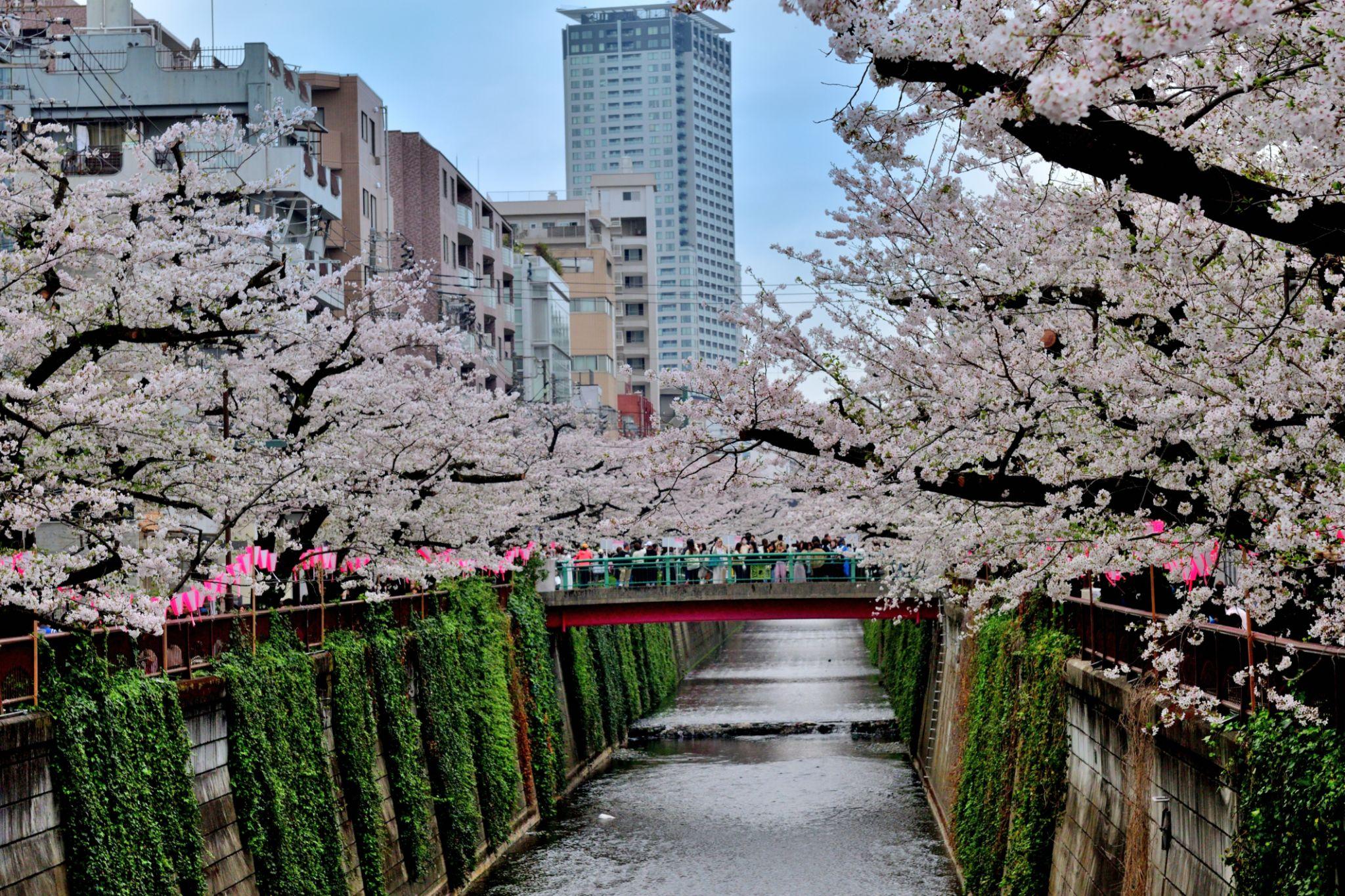 日本の桜はいつ咲く？2026年最新予想｜東京の開花時期と地域別ガイド