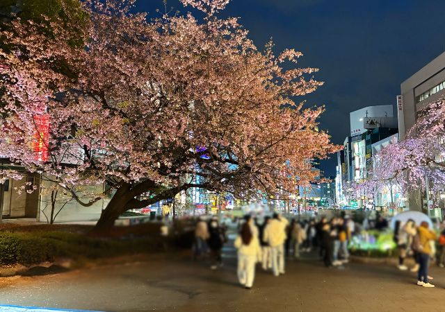 【2026年版】東京で桜を楽しむなら上野桜まつりへ｜旅行前に知っておきたい見頃・混雑・宿泊のポイント